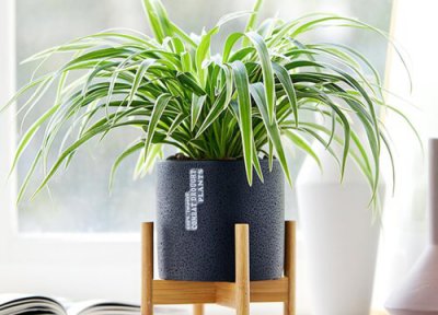 吊兰怎么养旺盛 用什么养护吊兰长势爆盆