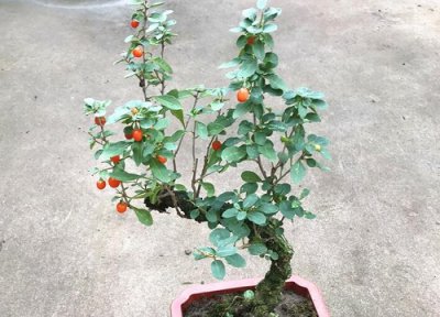 野生枸杞老桩挖出来怎么栽种 挖的枸杞怎样上盆栽活