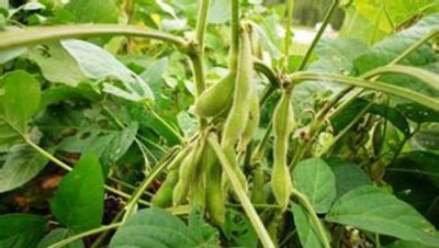 大青毛豆光长叶子不开花原因 只长秧不长粒怎么回事