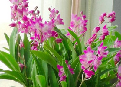 澳洲石斛开花时间 澳洲石斛怎么养才开花