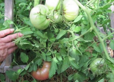 西红柿施肥时间及方法 西红柿结果期追肥有哪四个技巧