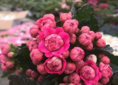 长寿花秋季怎么养才能开花 8月怎么养长寿花秋季花苞满枝头