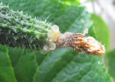 黄瓜种植中常见病害 黄瓜病虫害防治技术与方法措施