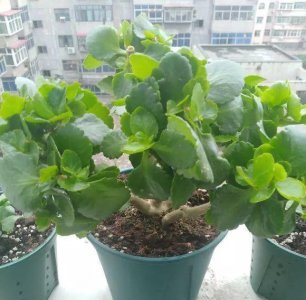 长寿花什么时候开始掐尖打顶 在几月份就不能再掐尖了