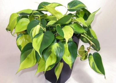 绿萝叶子尖发黑枯萎像烧焦怎么办 叶尖焦黄干枯原因