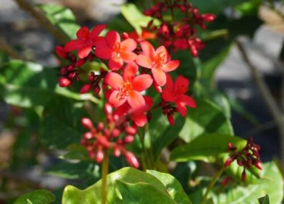 琴叶珊瑚的养殖方法和注意事项 琴叶珊瑚花要怎么养