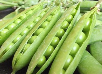 过冬豌豆什么时候种最佳 越冬豌豆苗的种植方法和时间