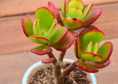 玉树根系腐烂怎么办 玉树经常烂根黑腐要怎么解决