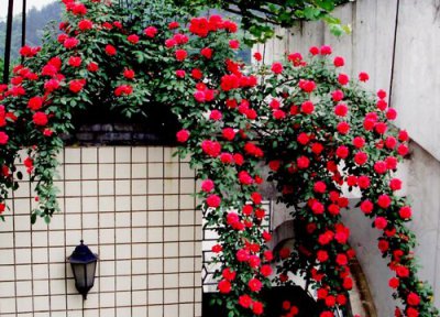 御用马车爬藤月季优缺点 藤本月季御用马车香不香