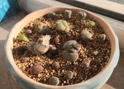 多肉如何配土越长越肥美 多肉怎样配土才能生长的更好