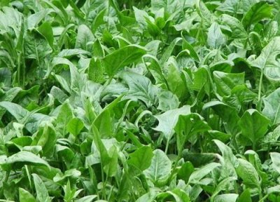 越冬菠菜的栽培技术要点 冬季菠菜种植方法和时间