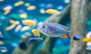 家庭鱼缸怎么放鱼 家庭鱼缸如何放鱼