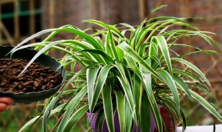 室外养殖吊兰植物有哪些 适合室外养殖的吊兰植物推荐