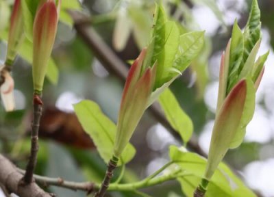 树木发芽时间 树木什么时候发芽长叶