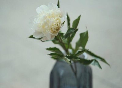 芍药花有几种颜色 分别有哪些颜色