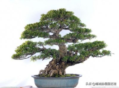 盆景枝干如何快速增粗 如何让盆栽植物枝条树干变粗