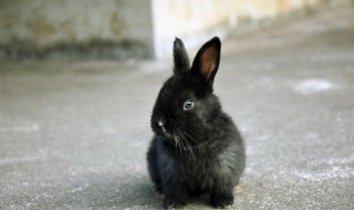兔子本命年可以养狗吗 生肖兔适合养狗吗