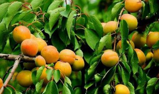 敦煌有哪些特产 敦煌特产有哪些