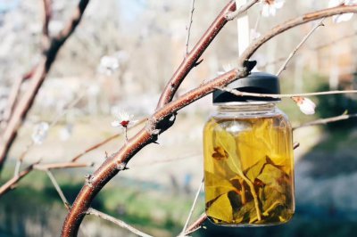 阿里山茶属于什么茶 阿里山茶的功效与作用