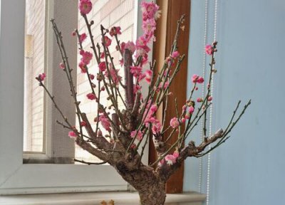 梅花树什么时候修剪 梅花树怎么修剪方法