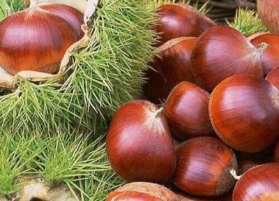 板栗是热性还是凉性 板栗属于热性还是凉性