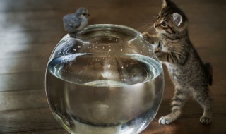 十姐妹鸟怎么繁殖快 十姐妹鸟如何繁殖快