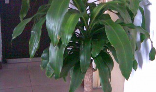 巴西木可以放卧室吗 巴西木能不能放卧室养殖