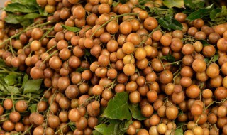 黄皮果晒干怎么保存 黄皮果晒干如何保存