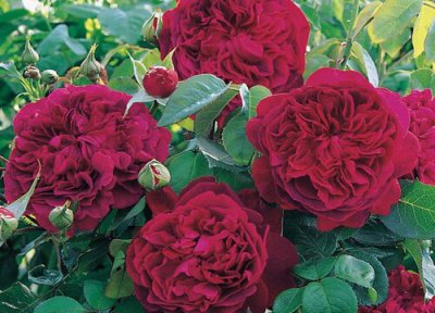 莎士比亚2000月季缺点和优点 属于藤本还是灌木