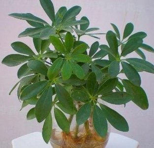 鸭掌木水培生根方法 让水培鸭掌木生根轻松长满盆的技巧