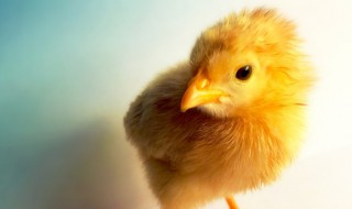 小鸡能不能带上动车 坐动车可以带小鸡吗？