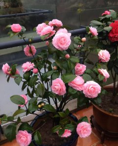 促进茶花开花施什么肥 茶花开花期间施什么肥最好