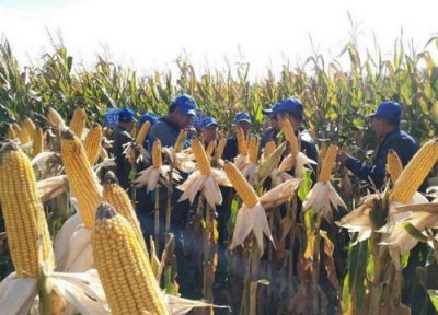 迪卡3288玉米种子简介 迪卡3288品种积温、价格