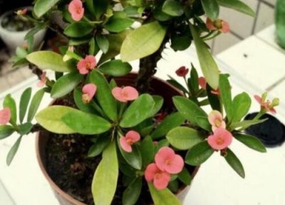 虎刺梅黄叶是怎么回事 叶黄脱落用什么方法补救