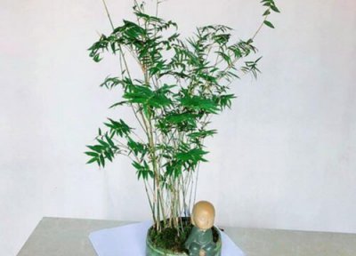 米竹生长习性 米竹的养殖方法和注意事项有哪些