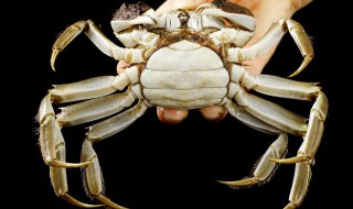 如何鉴别螃蟹是否新鲜 快速辨别新鲜螃蟹的4个妙招