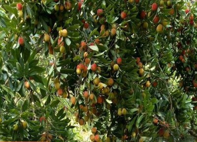 家里能种杨梅树吗 杨梅树不能种在家门口吗