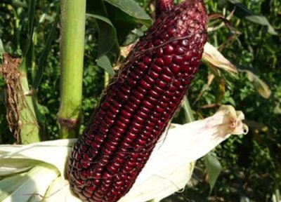 黑玉米产地 黑玉米什么时候成熟