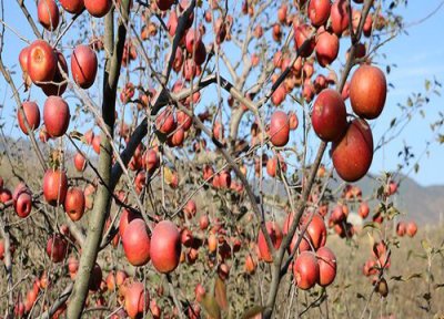 种植寒富苹果简介 寒富苹果几年结果实