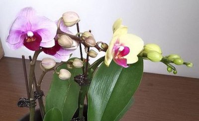 蝴蝶兰用什么肥料最好 蝴蝶兰养殖施肥方法和注意事项