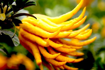 盆栽佛手花的家庭养殖方法 佛手花如何修剪与扦插繁殖