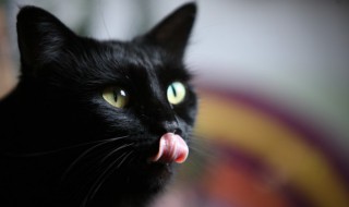 母猫发情了怎么办 怎么减弱猫咪发情的乱尿