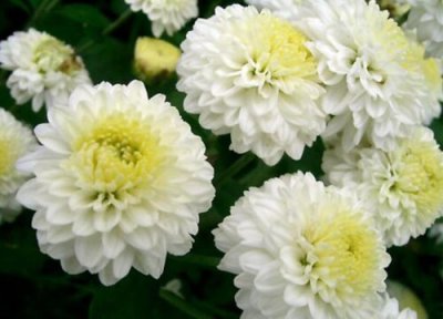 杭菊花特点 杭菊花的功效与作用