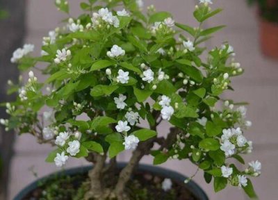 夏天茉莉花怎样养 夏天怎么养茉莉长势旺盛