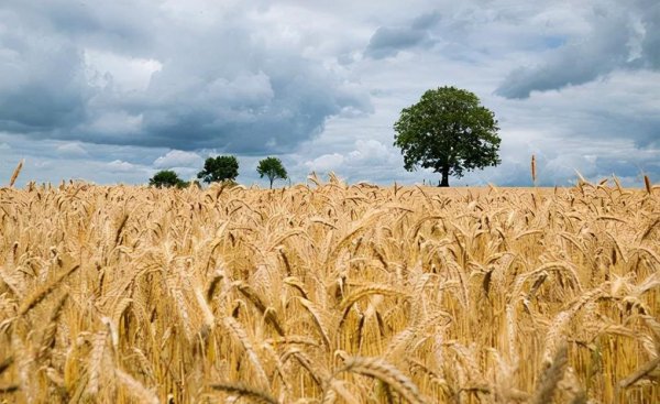俄罗斯出口最多的产品排名
