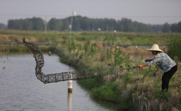 地笼捕鱼用什么饵料最好