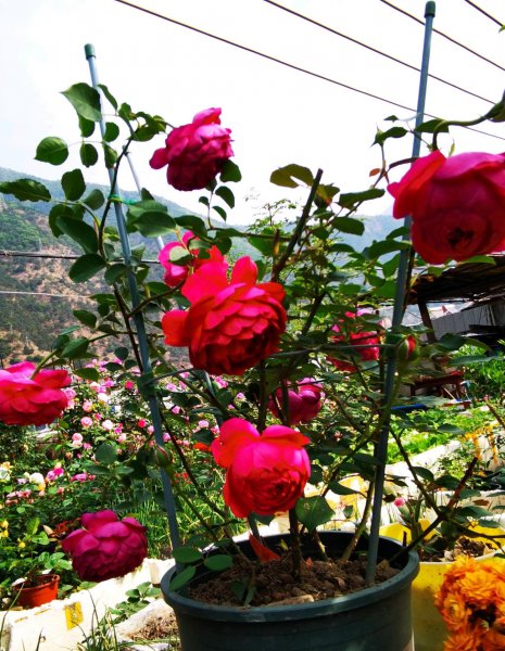 秋日胭脂月季优缺点