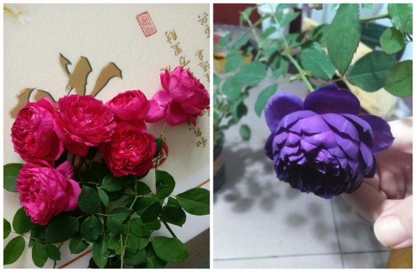 秋日胭脂月季优缺点