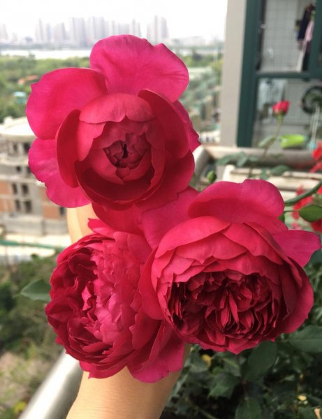 秋日胭脂月季优缺点