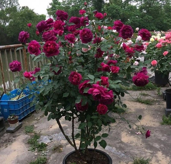 秋日胭脂月季优缺点